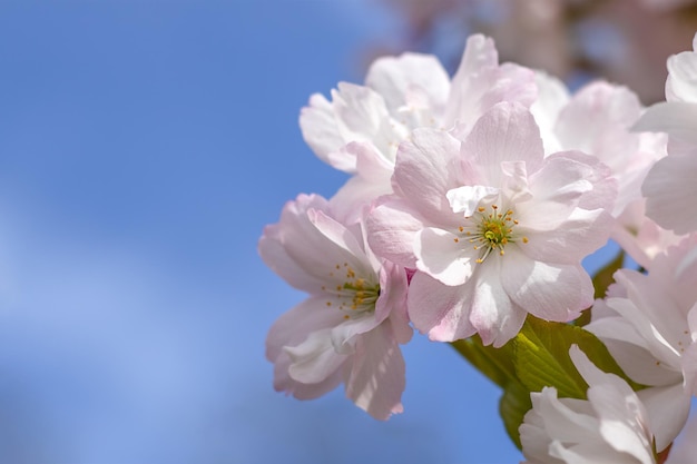 Flores de sakura em close-up contra o céu azul cópia do espaço fundo de primavera com flores de sakura