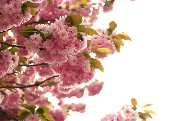 Flores de Sakura em um dia de primavera