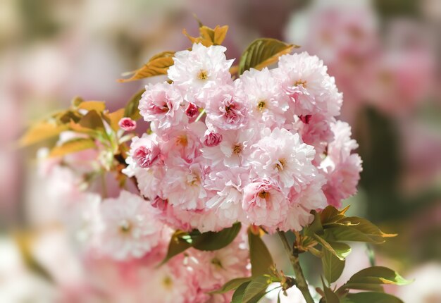 Flores de Sakura. Flor de cerejeira. Delicadas flores rosa desabrocharam cerejeiras japonesas