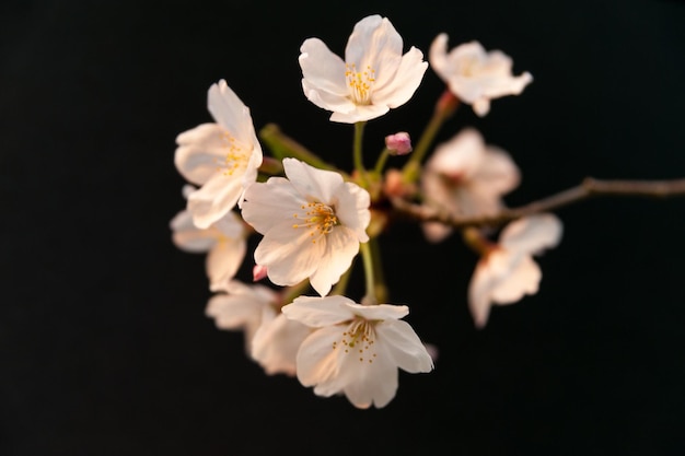 Flores de Sakura isoladas no fundo preto Closeup tiro horizontal