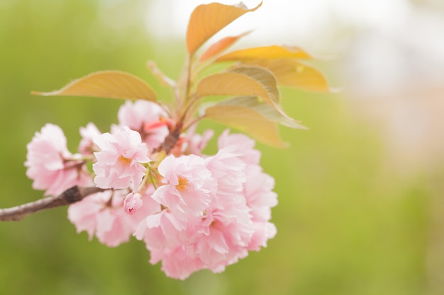 Flores de sakura rosa. flor de cerejeira