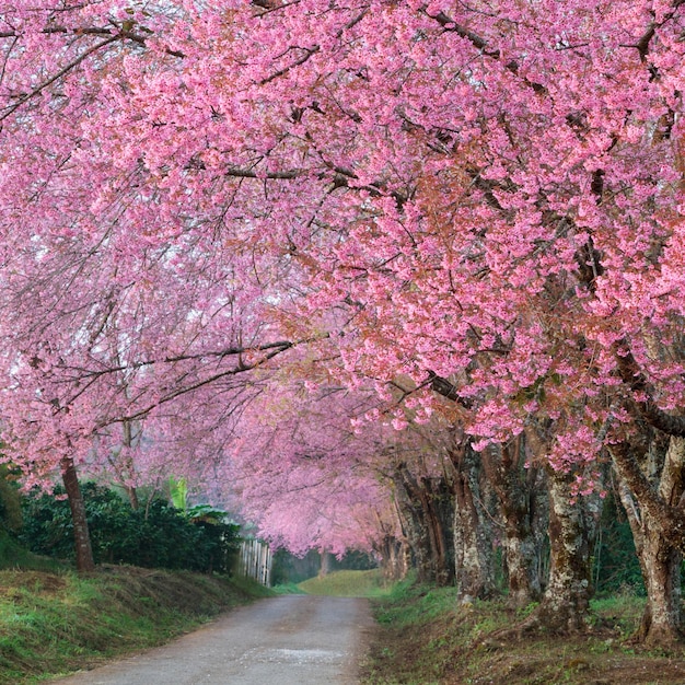 Flores de sakura rosa na estrada na tailândia