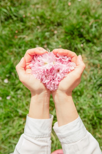 Flores de sakura rosa na mão de uma mulher