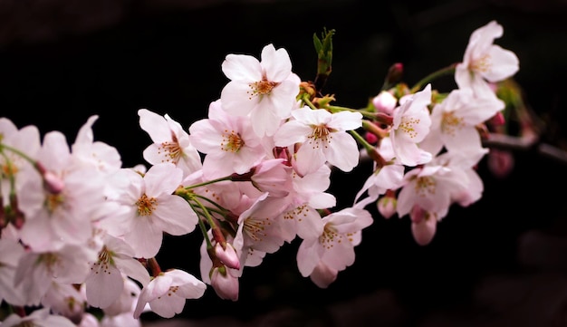 Flores de sakura rosa reais ou close-up de flor de cerejeira e de Naka-Meguro Tokyo Japan.