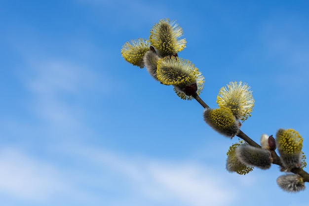 Flores de salgueiro em um fundo de céu azul florescendo galhos de salgueiro e salgueiros peludos