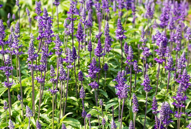 Foto flores de salvia azul