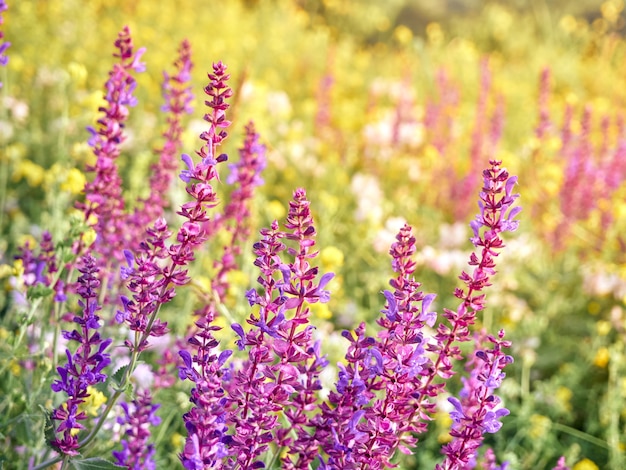 Flores de sálvia roxa desabrocham no prado de verão.