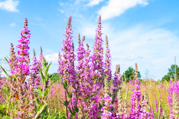 Flores de sálvia roxa no prado em um dia ensolarado de verão em um fundo de céu azul