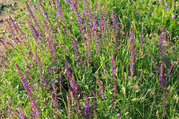 Flores de sálvia roxa selvagem