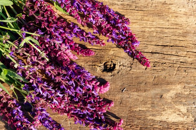 Flores de sálvia roxas em fundo de madeira rústico. Vista superior, copie o espaço