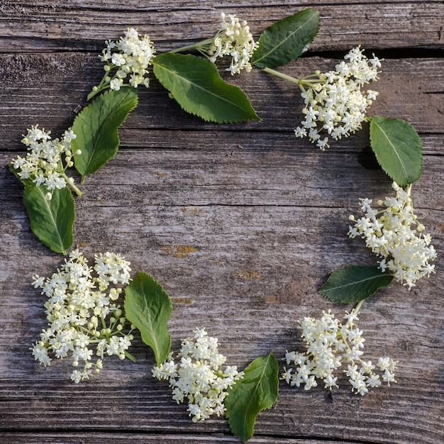 Flores de sambucus em círculo