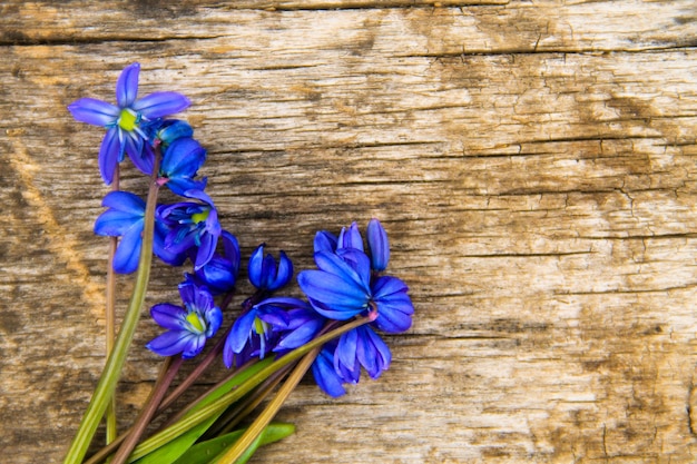 Flores de scilla azul (Scilla siberica) ou squill da Sibéria em fundo de madeira velho