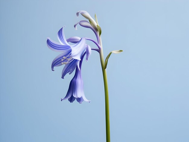 Flores de sinos azuis em fundo de estúdio flores de sinos azulados lindas imagens geradas por ai