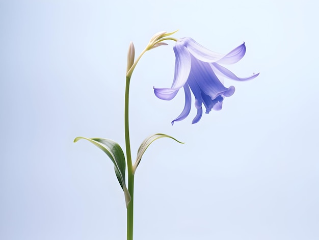 Flores de sinos azuis em fundo de estúdio flores de sinos azulados lindas imagens geradas por ai