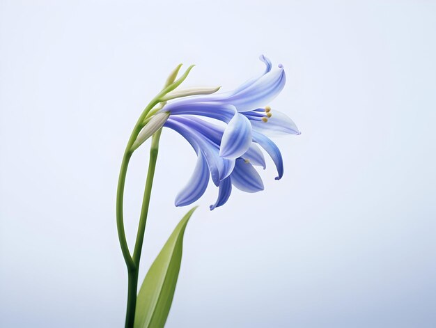 Flores de sinos azuis em fundo de estúdio flores de sinos azulados lindas imagens geradas por ai