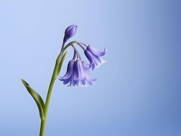 Flores de sinos azuis em fundo de estúdio flores de sinos azulados lindas imagens geradas por ai