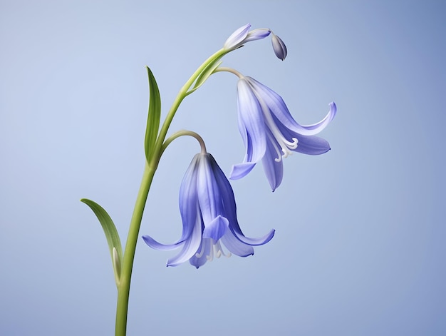 Flores de sinos azuis em fundo de estúdio flores de sinos azulados lindas imagens geradas por ai