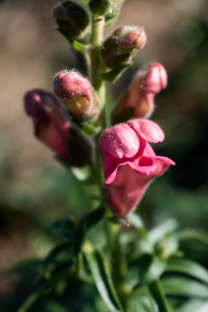 Flores de Snapdragon no jardim antirrhinum majus Close-up em flores cor-de-rosa fundo desfocado