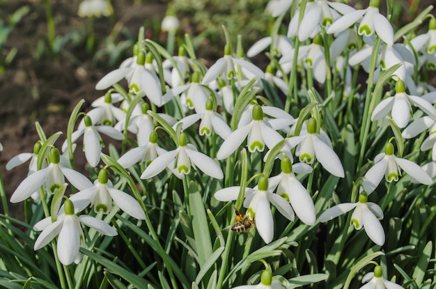 Flores de snowdrop na temporada de primavera Snowdrop delicado