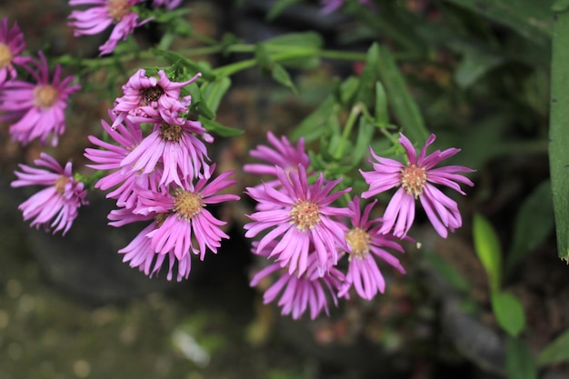 Flores de Áster Violeta Roxo