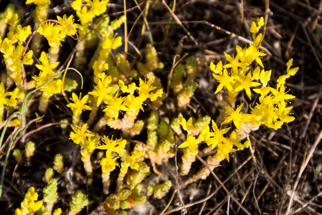 Flores de stonecrop Goldmoss (Sedum acre) no prado