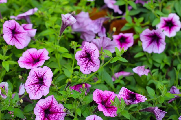 Foto flores de supertunia florescendo no jardim