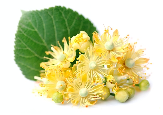 Flores de tília em branco