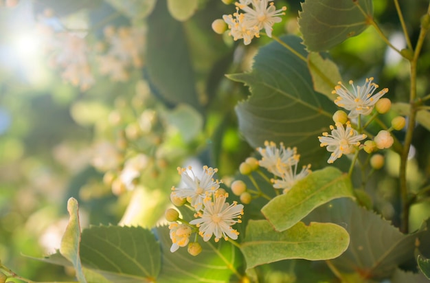 Flores de tília florescendo na estação, é hora de colher tília para o chá