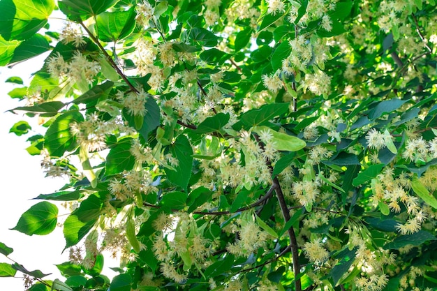 Flores de tília nos galhos das árvores ao ar livre