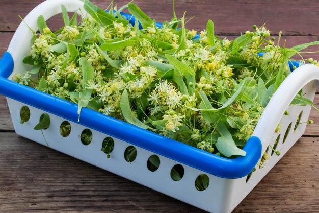 Flores de tília para fitoterapia