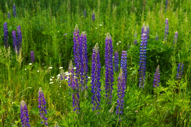 Flores de tremoço azuis sobre fundo natural de prado verde gruss.