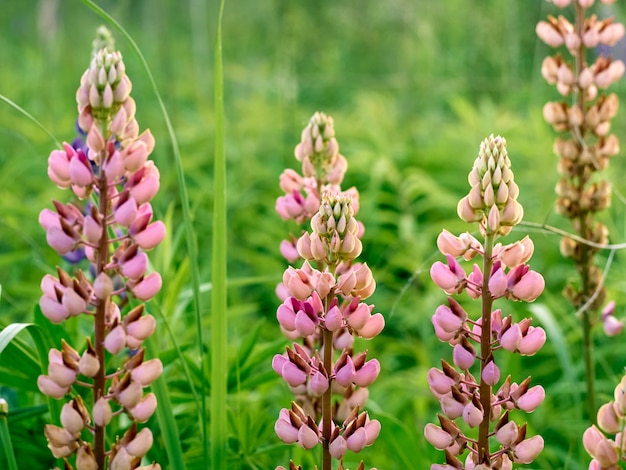 Flores de tremoço desabrocham no campo.