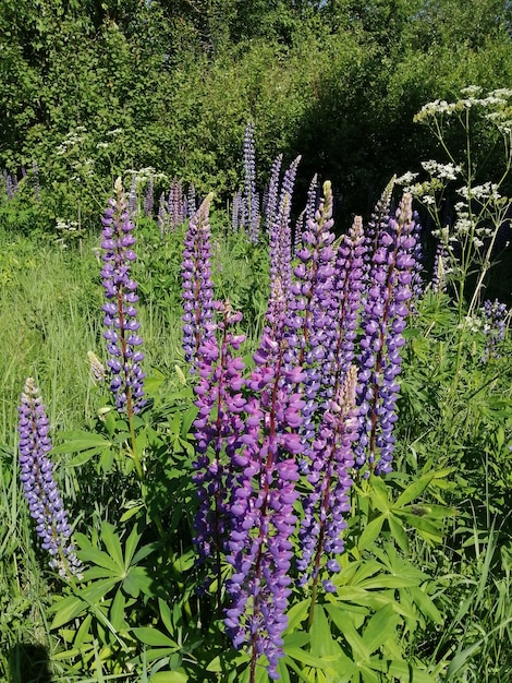 Flores de tremoço em um prado verde, crescem selvagens na natureza