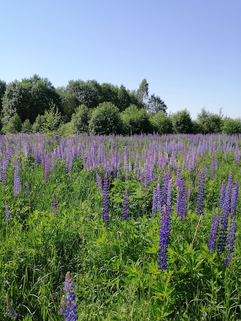 Flores de tremoço em um prado verde, crescem selvagens na natureza