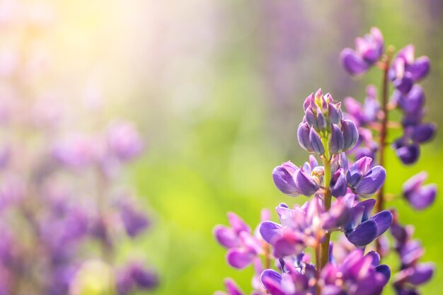 Flores de tremoço florescendo Um campo de tremoços Flores violetas de primavera e verão