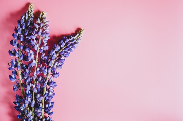 Flores de tremoço na cor lilás azul em plena floração em um plano de fundo rosa leigo. espaço para texto