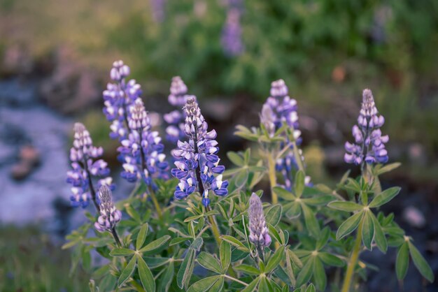 Flores de tremoço na Islândia