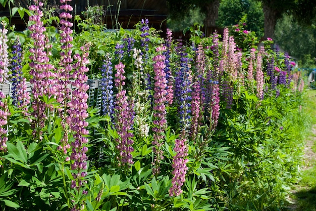 Flores de tremoço