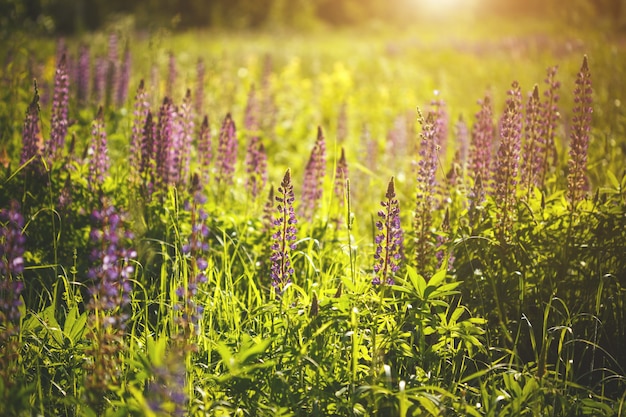 Flores de tremoço