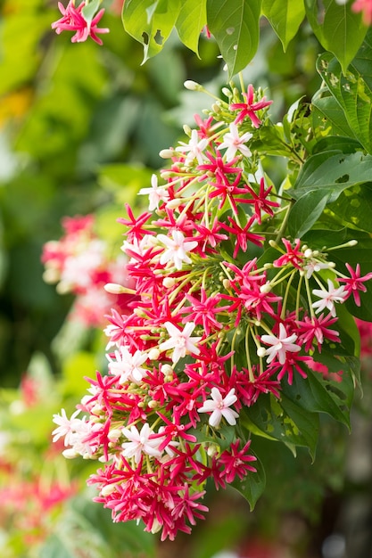 Flores de trepadeira