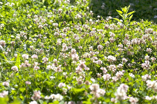 Flores de trevo branco em um dia de verão em uma clareira