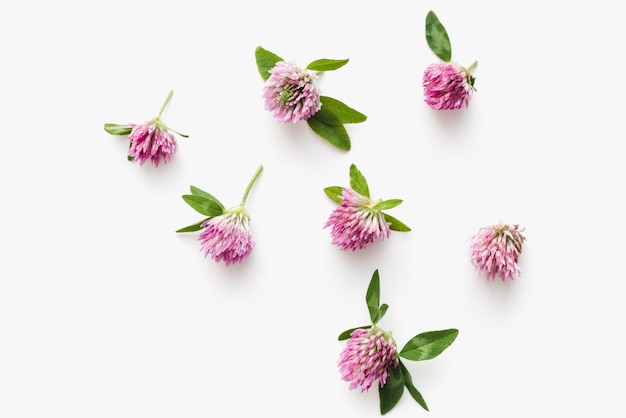 flores de trevo em um fundo branco florescendo plantas medicinais de trevo