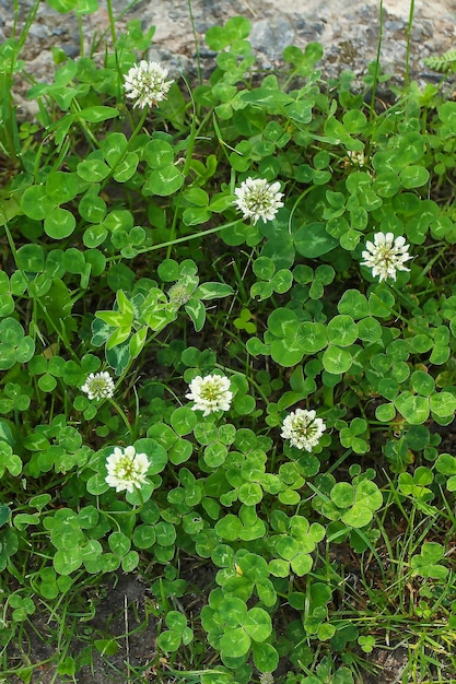 Flores de trevo na estrada