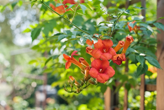 Flores de trombeta