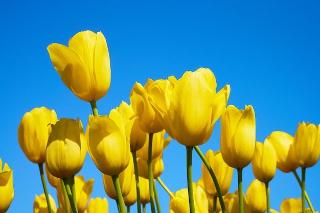 Flores de tulipa amarela florescendo em um campo de tulipas contra a parede do céu azul.