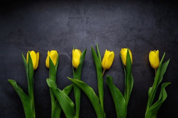 Flores de tulipa amarela isoladas em preto