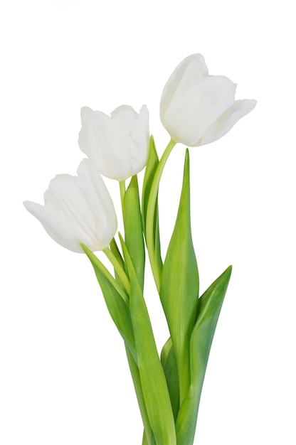 Flores de tulipa branca isoladas