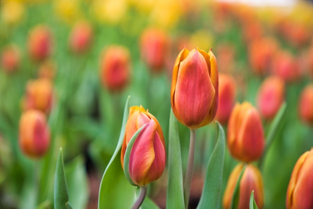 Flores de tulipa colorida em flor no jardim como pano de fundo floral