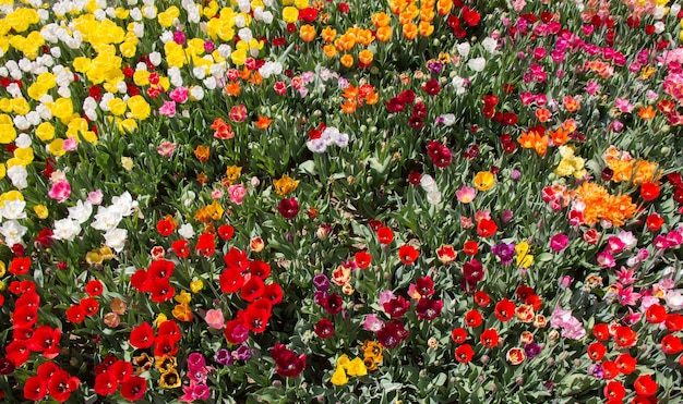 Flores de tulipa coloridas florescendo como fundo floral