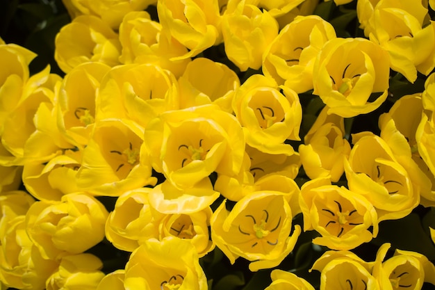 Flores de tulipa coloridas florescendo como fundo floral